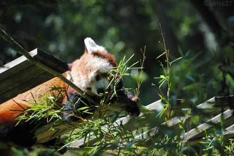 (13) Ying, le mâle panda roux.