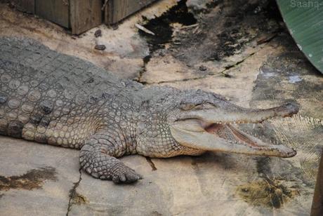 (4) Le crocodile à museau allongé d'Afrique.