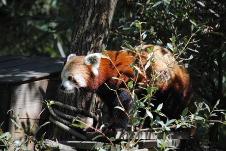 (3) Ying, le mâle panda roux.