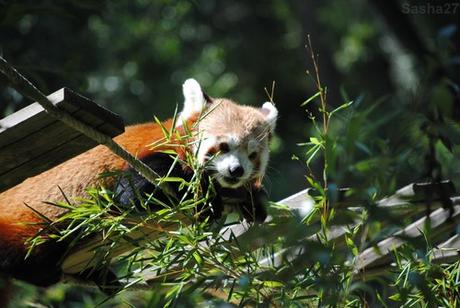 (12) Ying, le mâle panda roux.