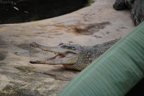 (6) Le crocodile à museau allongé d'Afrique.