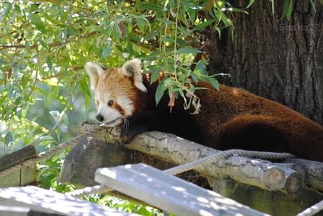 (17) Ying, le mâle panda roux.