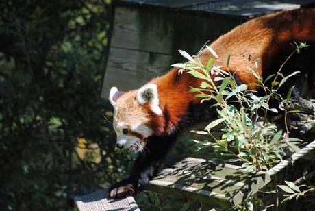 (4) Ying, le mâle panda roux.