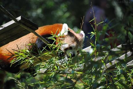 (11) Ying, le mâle panda roux.