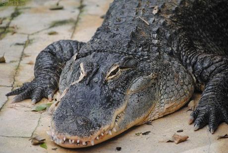 (1) L'alligator du Mississippi.