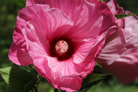 Hibiscus 'Moy Grande' bientôt en fleurs