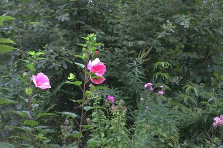 Hibiscus 'Moy Grande' bientôt en fleurs