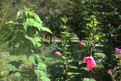 Hibiscus 'Moy Grande' bientôt en fleurs