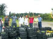 Communautaire agriculteurs contre gaspillage
