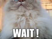 maintenant, littéralement chatons