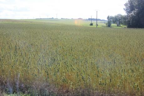 Le chanvre, la preuve de près