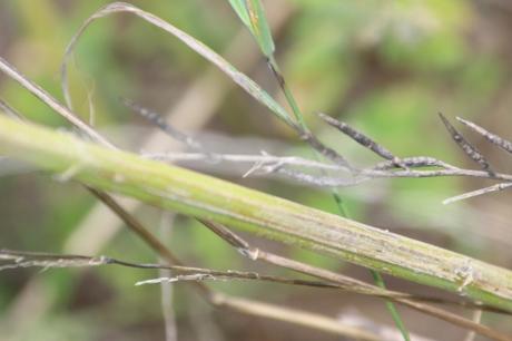 Le chanvre, la preuve de près