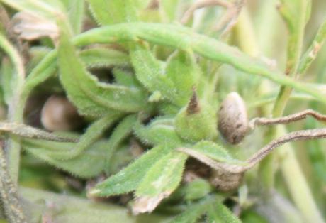 Le chanvre, la preuve de près