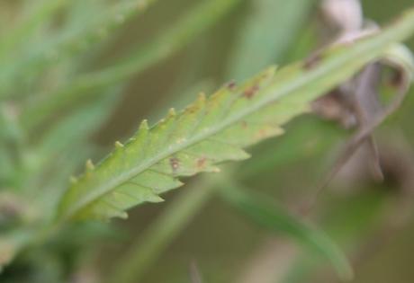 Le chanvre, la preuve de près