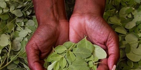 Le moringa, plante miraculeuse contre la malnutrition ?