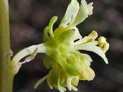Reseda lutea (Réséda jaune)