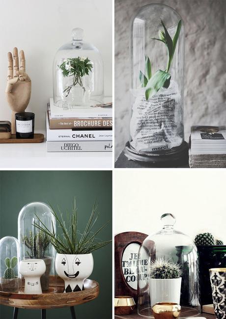 1_plante_cloche_elephantintheroom