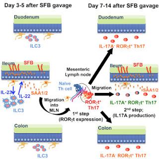 #Cell #autoimmunité protéineamyloïdeAsérique #cellulesTh17 #cytokineIL-17 Le circuit IL-23R/IL-22 soumet la protéine amyloïde A sérique épithéliale à régulation pour la promotion des réponses de l’effecteur local Th17
