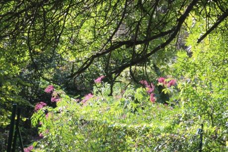 Le sureau blanc, c'est un délice