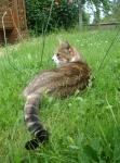 minette, chatte, chat, cat, jardin, backyard, pelouse, grass, herbe