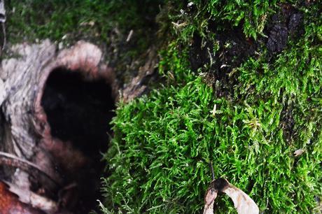 Première sortie d’Automne mousse arbre