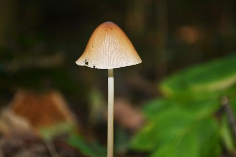 petit champignon