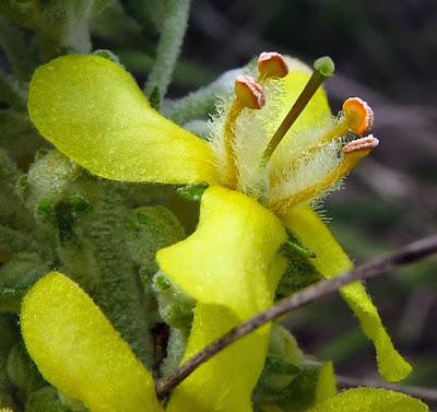 Verbascum lychnitis (Molène lychnite)