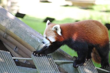 (8) Les pandas roux.