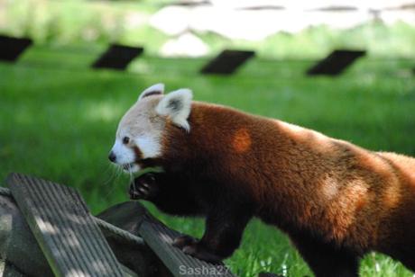 (5) Les pandas roux.