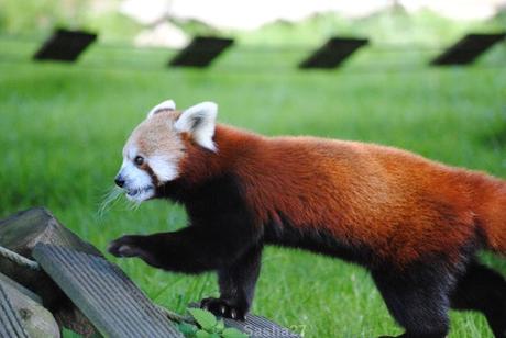 (11) Les pandas roux.