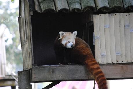 (1) Les pandas roux.
