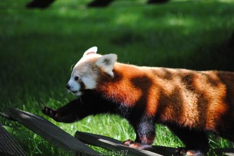 (4) Les pandas roux.