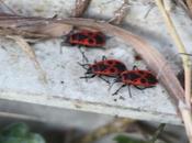 gendarmes déjà hibernation