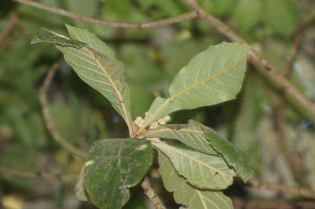 Eriobotrya japonica prépare sa floraison
