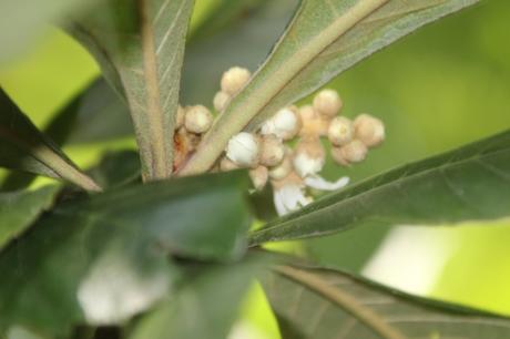 Eriobotrya japonica prépare sa floraison