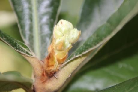 Eriobotrya japonica prépare sa floraison