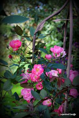 Un rayon de soleil...