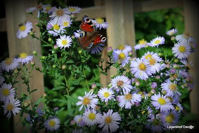 Un rayon de soleil...