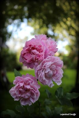 Un rayon de soleil...