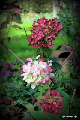 Un rayon de soleil...