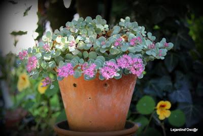 Un rayon de soleil...