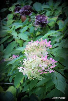 Un rayon de soleil...