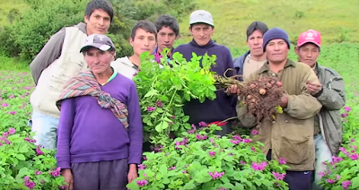 Promouvoir et renforcer les méthodes locales de production au Pérou