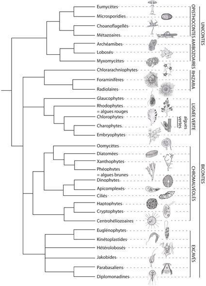Arbre des Eucaryotes, Chassany et al., 2012