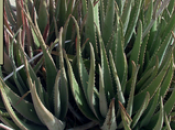 pharmacie phytothérapique