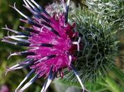 Arctium minus subsp. pubens (Bardane duveteuse)