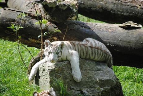 (26) Les petites tigresses blanches.