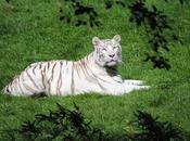cerza /4/} tigres blancs.