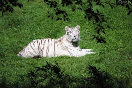 (1) Les Adultes Tigres Blancs du Bengale.