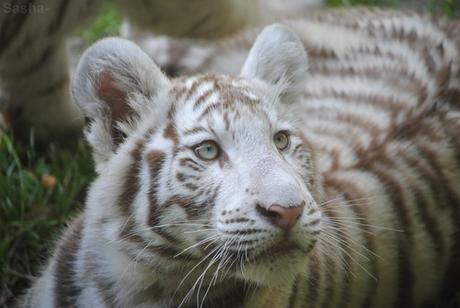 (11) Les petites tigresses blanches.